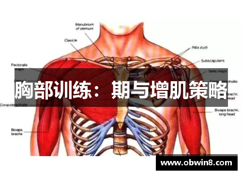 胸部训练：期与增肌策略